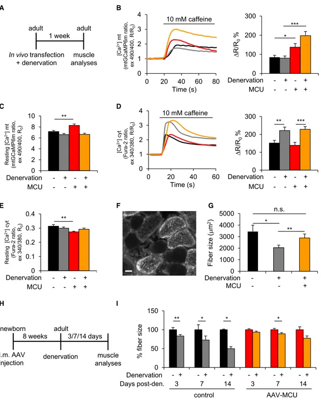 Figure 5. MCU Protects from Skeletal Muscle Atrophy