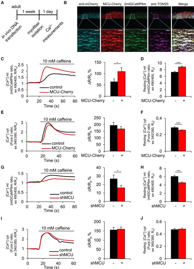 Figure 1. MCU Is Sufficient and Required for Mitochondrial Ca 2+ Uptake in Skeletal Muscle Ex Vivo