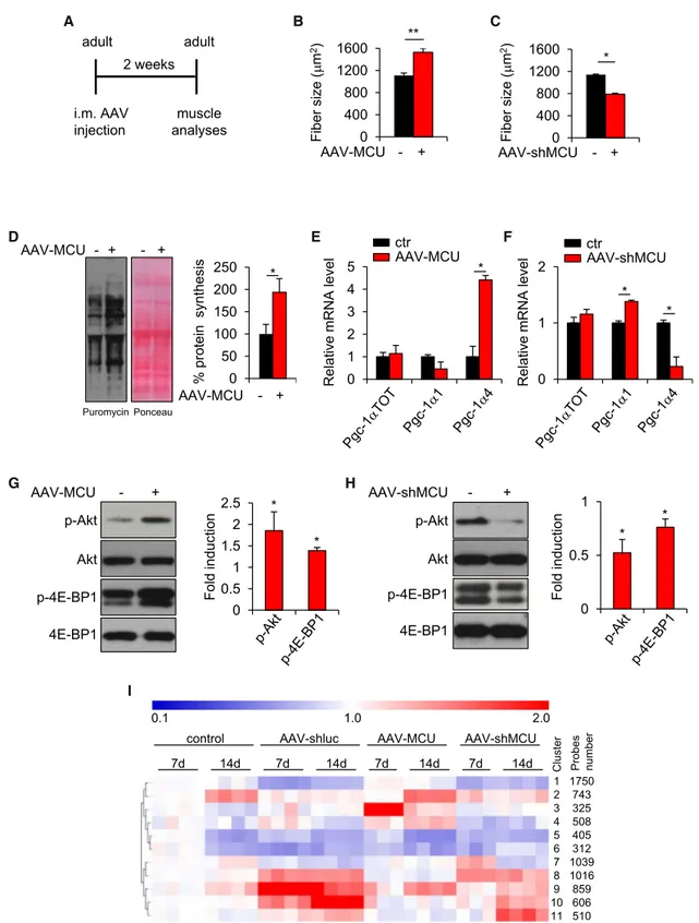 Figure 4. MCU Acutely Controls Muscle Size in the Adult