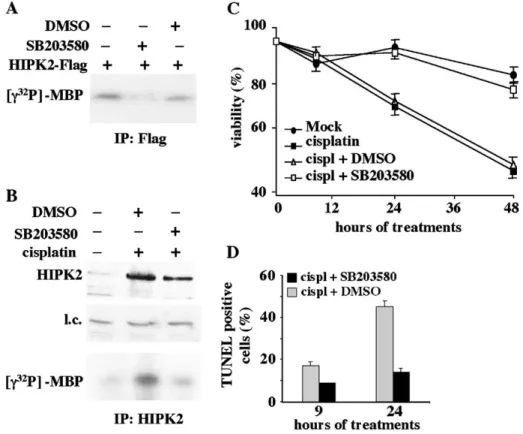 Fig. 3. (A) For in vitro kinase assay, 5  10 5 293 cells were plated in 60-mm plates and 24 h later, transiently transfected with 7 Ag of HIPK2-Flag expression vector, as described in Ref