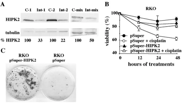 Fig. 4. (A) Interference with HIPK2 protein expression by pSuper-HIPK2 vector. RKO-pSuper (empty vector as control: C) and pSuper-HIPK2 cells (with interference of endogenous HIPK2: Int) were lysed, separated on 9% SDS-PAGE, and immunoblotted to detect HIP