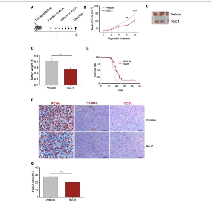 Fig. 1 RvD1 reduces tumor growth in syngeneic mice transplanted with HPV-positive C3 cells