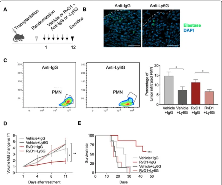 Fig. 2 PMN depletion abolishes RvD1 anti-cancer effects. a Scheme of the in vivo transplantation of C3 cells in the right flank of C57BL/6 mice, treated with vehicle or RvD1 plus anti-IgG or -Ly6G antibodies three times a week