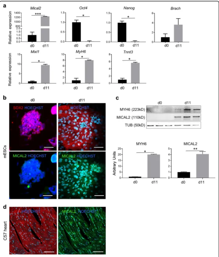 Fig. 3 MICAL2 characterization in mESCs differentiated to cardiomyocyte-like cells. a qRT-PCR showing the relative expression of pluripotency markers Oct4, Nanog, mesoderm and progenitor markers Brach, MixL1, cardiac differentiation markers MyH6 and TnnT3,