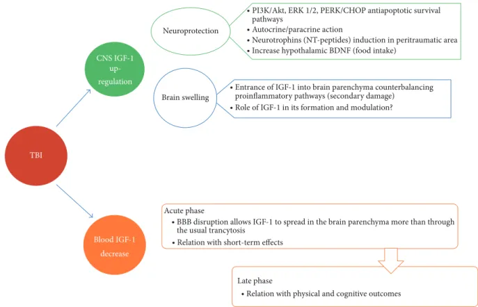 Figure 1: Eﬀects of TBI on IGF-1 expression and metabolism with consequent biological and clinical manifestations.