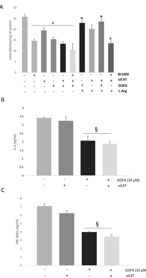 Figure 7. (A) The effect of W1400, siCAT and L-arginine on iNOS activity in HCT 116 cells