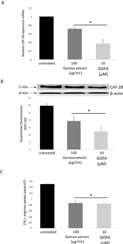 Figure 4. The effect of quinoa extract and GOFA on L-arginine transport in HCT116 cells