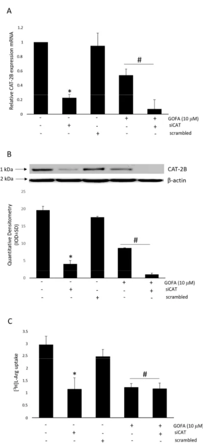 Figure 6. The  effect of quinoa extract and GOFA on CAT2B expression and L-arginine uptake in  HTC116 transfected with CAT2 siRNA
