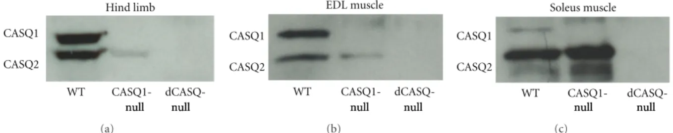 Figure 1: dCASQ-null mice did not express any of the two CASQ isoforms. Western blot analysis of total homogenates prepared from hind limb (a), EDL, and Soleus (b and c) muscles showed that (i) in CASQ1-null muscles CASQ1 was missing, whereas CASQ2 was sti