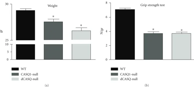 Figure 3: Ablation of CASQ1 and of both CASQ isoforms resulted in a significant reduction in body weight and grip strength test