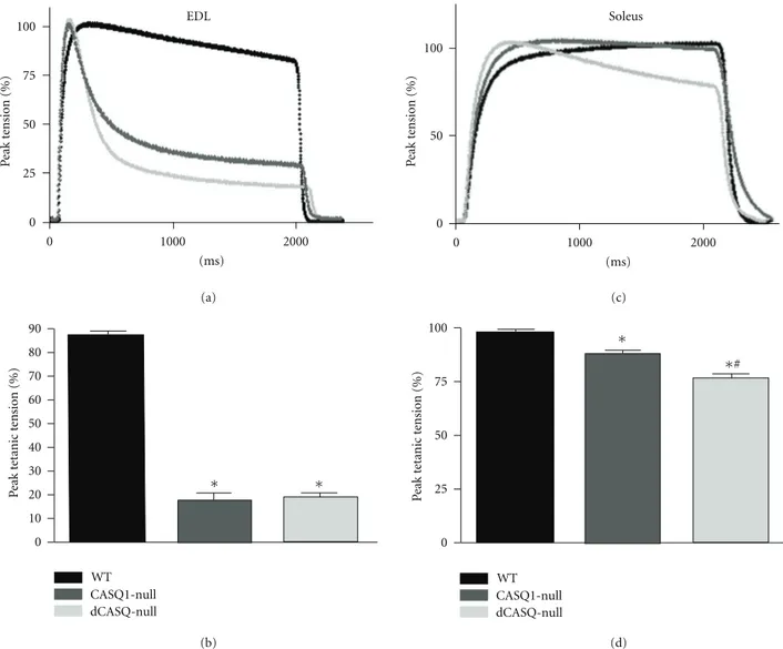 Figure 6: Tension decline and residual tension after 2 seconds of high-frequency stimulation in EDL and Soleus of CASQ1-null and dCASQ- dCASQ-null mice