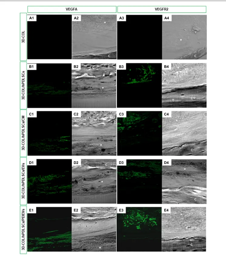 FIGURE 4 | In vivo VEGFA and VEGFR2 expression. Immunofluorescence staining of VEGFA and VEGFR2 showed the presence of the protein in semithin section samples obtained after 6 weeks of grafting in rat calvaria