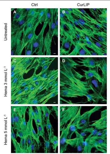 FIGURE 4 | Representative confocal images of phalloidin 488 (green) and TOPRO (blue) fluorescent staining showed cells morphology in different culture conditions