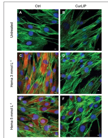 FIGURE 7 | Representative confocal images of pERK (red), phalloidin 488 (green) and TOPRO (blue) fluorescent stains showing the cells morphology in different culture conditions