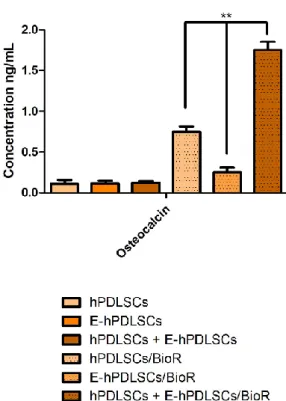 Figure  8.  Osteocalcin  immunoassay.  Graph  showed  the  osteocalcin  level  measured  in supernatant  after two weeks of culture in hPDLSCs, E‐hPDLSCs and hPDLSCs + E‐hPDLSCs cultured with and  without BioR