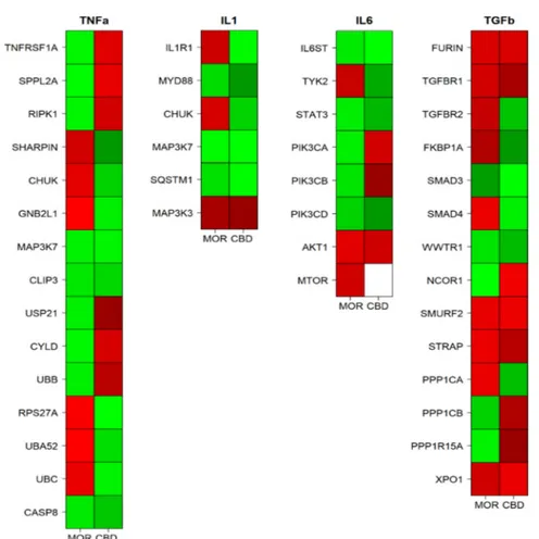 Figure 3. Heatmaps of the genes involved in the inflammation pathways among the hGMSCs-MOR  (MOR) or hGMSCs-CBD (CBD) treatments sorted by their intervention in the pathway