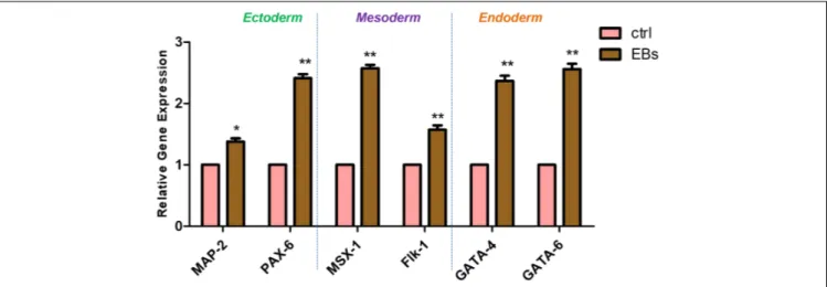 FIGURE 7 | Gene expression. Analysis of lineage-specific markers for ectoderm (MAP-2 and PAX-6), mesoderm (MSX-1 and Flk-1), and endoderm (GATA-4 and GATA-6) layers in hGMSCs (ctrl) and in EBs-hGMSCs (EBs)