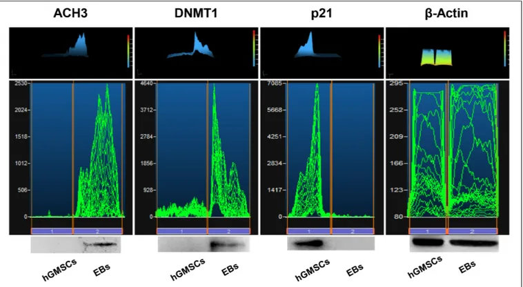FIGURE 9 | Protein levels. Western blot analysis showed an over expression of ACH3 and DNMT1 and a down expression of p21 in EBs-hGMSCs (EBs) when compared to the untreated hGMSCs