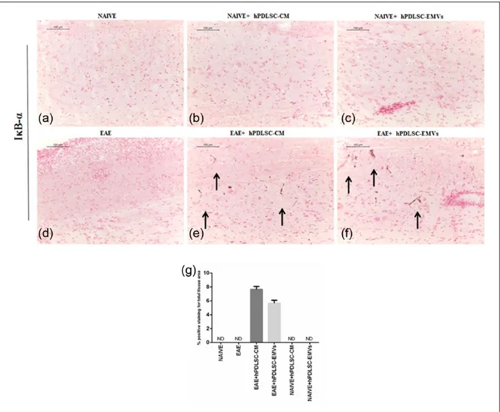 Figure 4.  RR-MS patients–derived hPDLSCs-CM and purified EMVs induces IκB-α expression in EAE mice
