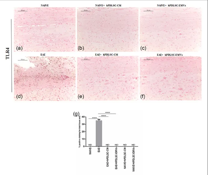 Figure 3.  RR-MS patients–derived hPDLSCs-CM and purified EMVs prevents TLR4 expression in EAE mice
