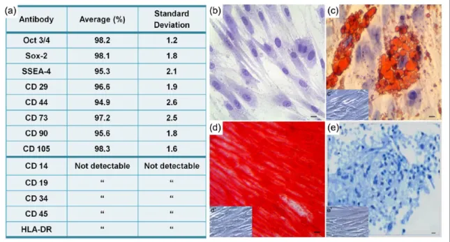 Figure 1.  hGMSCs characterization. (a) Cytofluorimetric analysis of hGMSCs culture. (b) Plastic-adherent hGMSCs stained with 