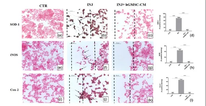 Figure 4.  hGMSC-CM reduces oxidative stress in injured NSC-34 cells. Immunohistochemistry results showed that in scratch-