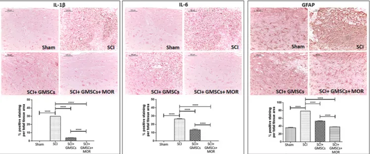 FIGURE 3 Immunohistochemistry for IL‐1β, IL‐6, and GFAP with densitometric analysis. Immunohistochemistry evidenced the positive staining for IL ‐1β and IL‐6 in the spinal cord of SCI mice compared with sham animals that showed negative staining