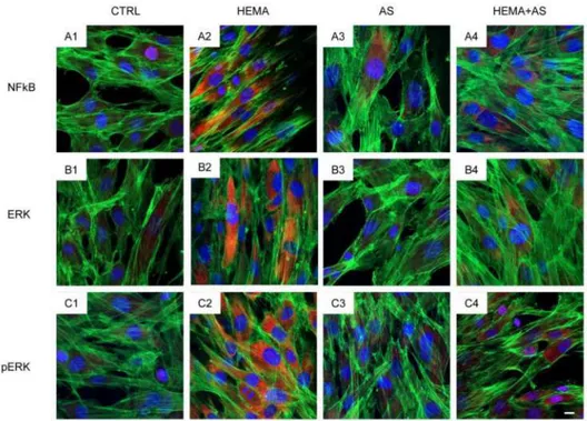 Figure 4. Untreated cells (CTRL) showed a slight fluorescence signal from NFkB- (A1), ERK- (B1) and pERK-immunostaining (C1)