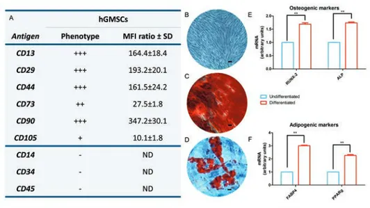 Figure 1. Cell characterization. A) Cytofluorimetric analysis; −, negative expression (0%); +, moderate expression; ++, positive expression; +++, high expression (100%); MFI ratio is the average of three different biological samples ± standard deviation