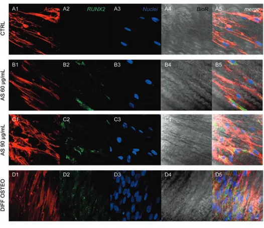 Figure  5.  Expression  of  RUNX2.  Immunofluorescence  detection  of  RUNX2  in  CTRL (A1-A5),  AS  60  µg/mL  (B1-B5),  AS  90  µg/mL  (C1-C5)  and  DIFF  OSTEO  (D1-D5)