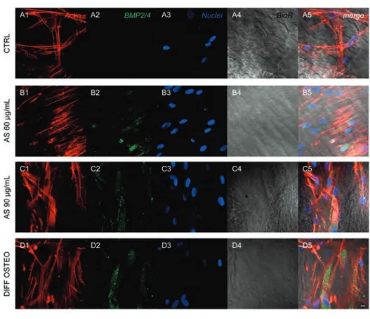Figure  6.  Expression  of  BMP2/4.  Immunofluorescence  detection  of  BMP2/4  in CTRL(A1-A5), AS 60 µg/mL (B1-B5), AS 90 µg/mL (C1-C5) and DIFF OSTEO  (D1-D5)
