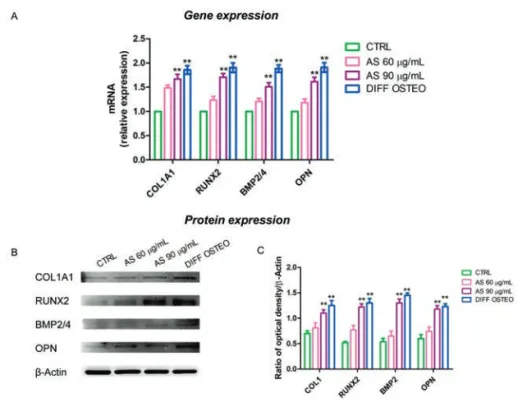Figure 8. Gene and protein expression. A) Bar graph of RT-PCR showed the expression of  mRNA  levels  in  CTRL,  AS  60  µg/mL,  AS  90  µg/mL  and  DIFF  OSTEO  of  specific osteogenic related markers