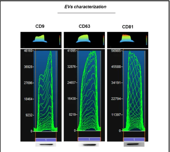 Figure 3. EVs characterization. Western blot showed the positivity for CD9, CD63 and CD81