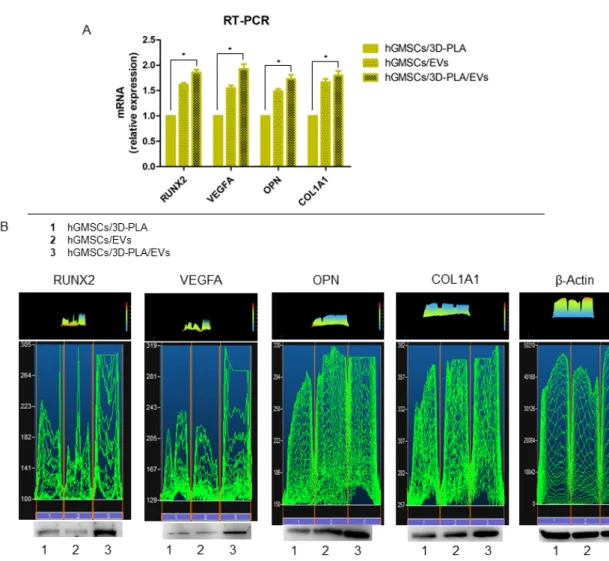 Figure 5. RUNX2 and VEGFA expression. (A) RT-PCR showed the different mRNA expression in 
