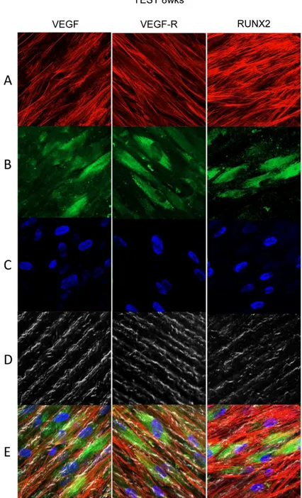 Figure 7. Human PDLSCs cultured on TEST titanium implant surface were observed after 8 weeks of  incubation