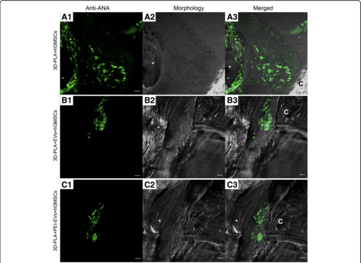 Fig. 9 Confocal laser scanning microscopy analysis. Left panels: Human gingival mesenchymal stem cells (hGMSCs) anti-ANA positive nuclei in a 3D-PLA + hGMSCs, b 3D-PLA + extracellular vesicles (EVs) + hGMSCs, and c 3D-PLA + polyethyleneimine (PEI)-EVs + hG