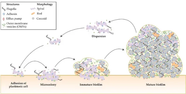 Figure 6. Stages of H. pylori biofilm development. Transition of bacteria from planktonic to biofilm 