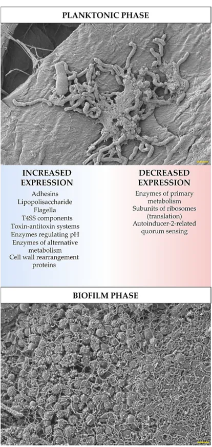 Figure 1. Diagram showing transcriptomic/proteomic changes in H. pylori cells during the transition  from planktonic to biofilm phase