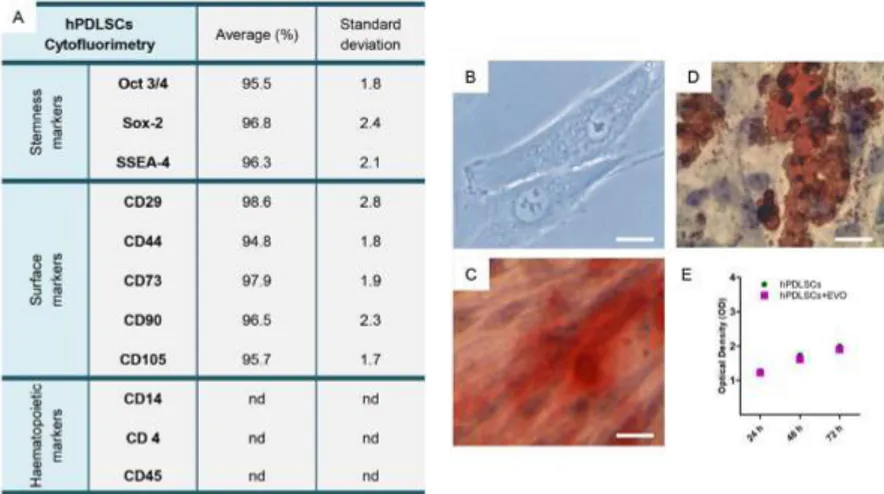 Figure 1. Primary culture and phenotypic characterization of human periodontal ligament stem cells (hPDLSCs)