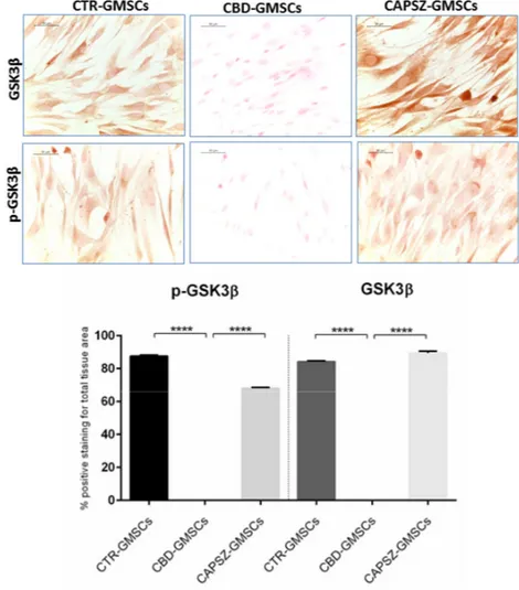 Figure 3. Immunostaining for GSK3β and p-GSK3β. CTR-GMSCs showed positive staining for both 