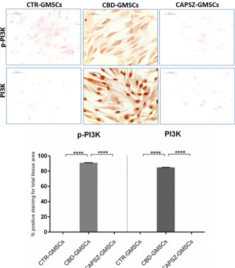 Figure 4. Immunostaining for p-PI3K and PI3K.  CBD-GMSCs showed positive staining for p-PI3K 