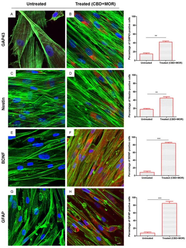 Figure 3. Immunofluorescence analysis. Immunolabeling with GAP43 in (A) untreated hPDLSCs and 