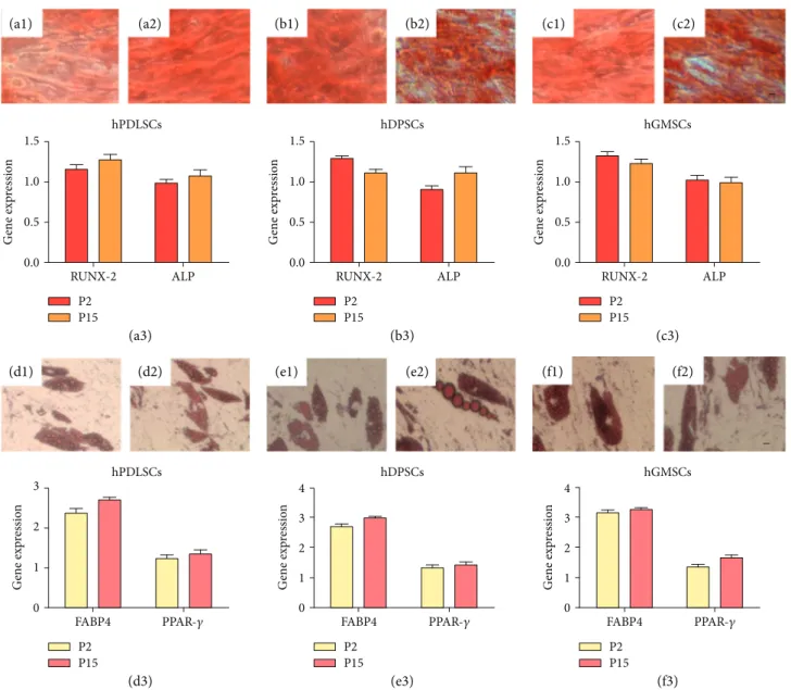 Figure 2: Mesengenic diﬀerentiation potential. hPDLSCs, hDPSCs, and hGMSCs induced to osteogenic commitment, stained with alizarin red S solution at P2 (a1, b1, and c1) and P15 (a2, b2, and c2) showed no statistical signi ﬁcative diﬀerences among two diﬀer