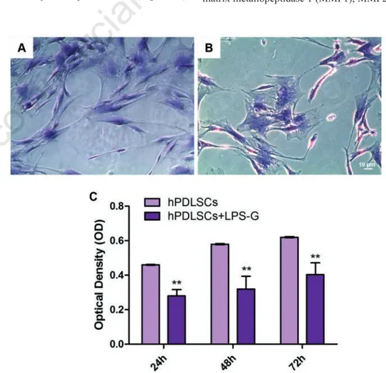 Figure  1.  Morphological  evaluation.  A)  Isolation  and  culture  of  hPDLSCs  from  peri- peri-odontal ligament tissues; cells showed a fibroblastic morphology