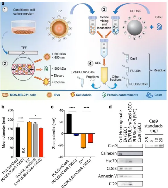 Figure 1. Characterization of extracellular vesicles (EVs) loaded with CRISPR associated protein 9  (Cas9)