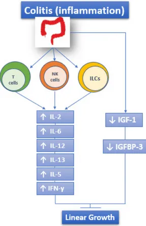 Figure 1. The role of immune response in IBD: both UC and CD are characterized by the increased  and sometimes massive production of IL-2, IL-12, IL-6, IFN-γ, IL-5, and IL-13