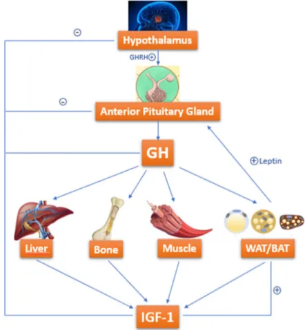 Figure 2. GH-IGF-1 axis: how growth hormone (GH) acts on target organs/tissues, leading to Insulin  like Growth Factor-1 (IGF-1) production