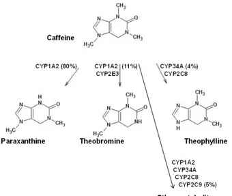 Fig. 1: Metabolism of methylxanthines: paraxanthine represents the major human metabolite  produced at more than 80% of a given oral dose of caffeine, followed by theobromine at  approximately 11%, and theophylline at approximately 4%