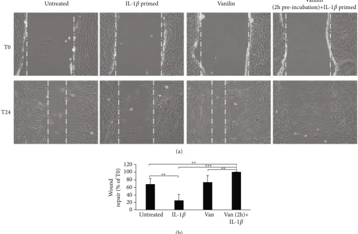 Figure 6: Wound healing of scratched oral ﬁbroblast monolayer photographs and measurement of wound area were made immediately after the scratch (T0) and after 24 h (T24)