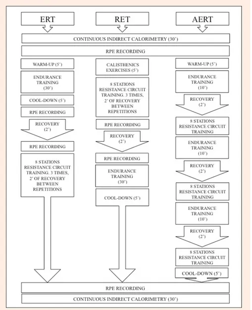 Figure 1.  Experimental training protocols. ERT = concurrent endurance-resistance training; RET = concurrent resistance- resistance-endurance training; AERT = concurrent alternated resistance-endurance-resistance training 